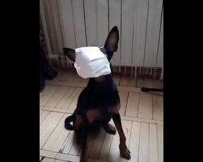 Cute Dog Puts on Mask for Protection of the CoronaVirus!