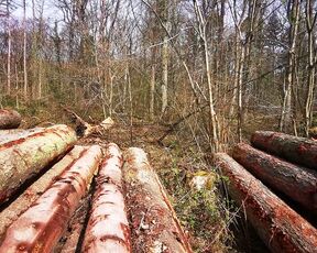 Titslapping between the wood logs